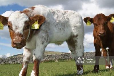 افزایش تلقیح مصنوعی دام در آذربایجان شرقی