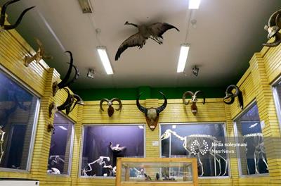 تصاویر | موزه حیات وحش آذربایجان شرقی در تبریز 