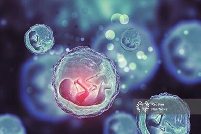 بررسی علمی و اخلاقی یک درمان جدید برای ناباروری/ سلول‌های بنیادی؛ امید تازه زوج‌های نابارور
