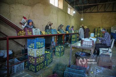 پرستاری که تحول‌آفرین شد؛ جهش اقتصادی ۱۲۰ خانوار روستایی ارومیه از مزرعه تا سفره