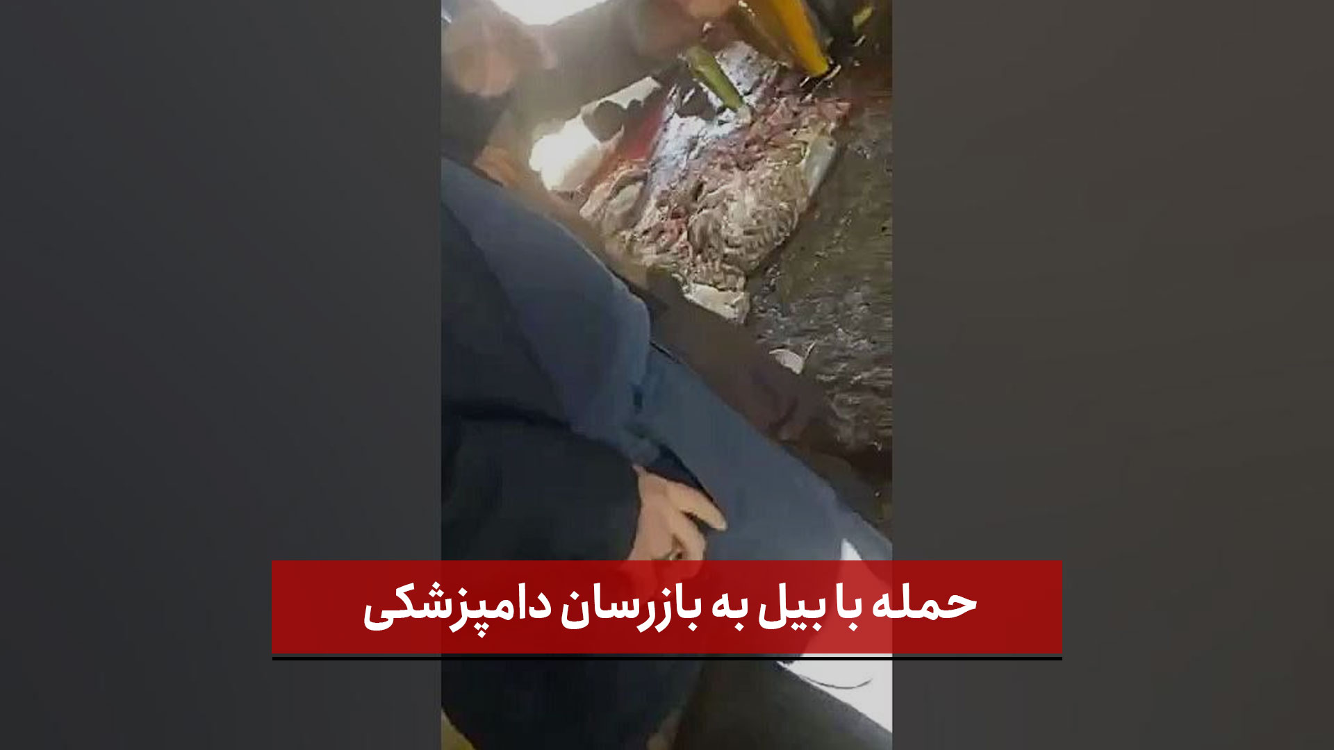 فیلم |  حمله با بیل به بازرسان دامپزشکی | در جریان کشف کشتارگاه زیرزمینی غیرمجاز