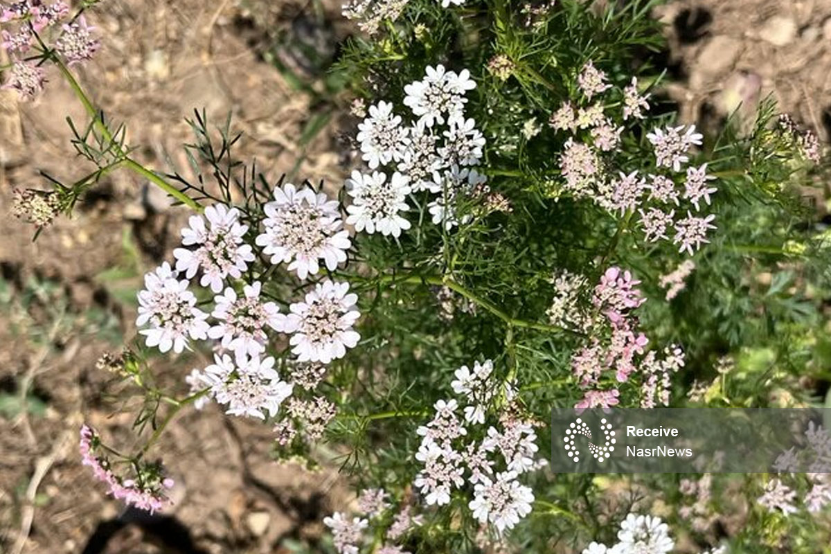 گشنیز؛ گزینه‌ای اقتصادی برای دیم‌ زارهای آذربایجان شرقی