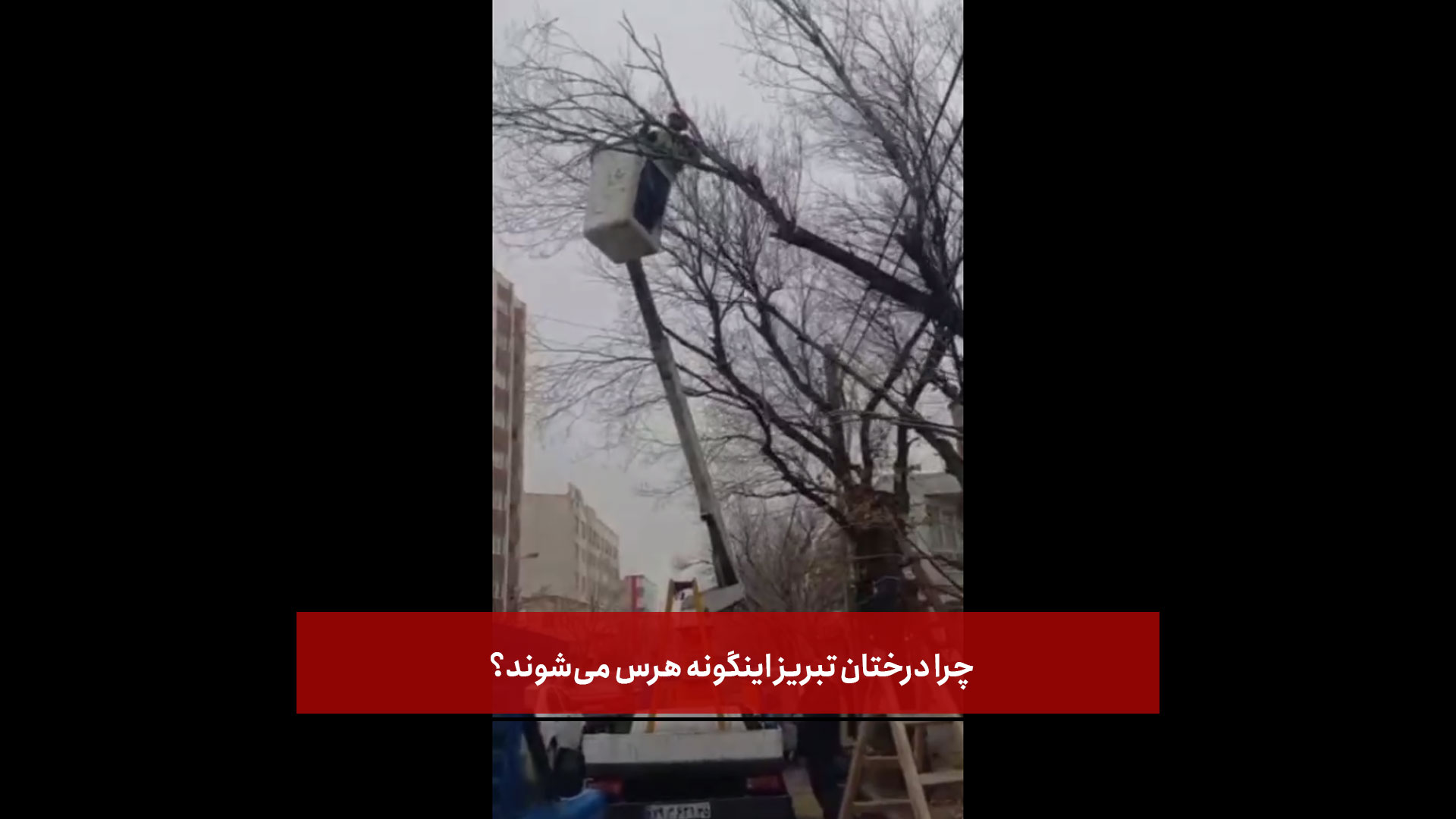 فیلم | چرا درختان تبریز اینگونه هرس می‌شوند؟