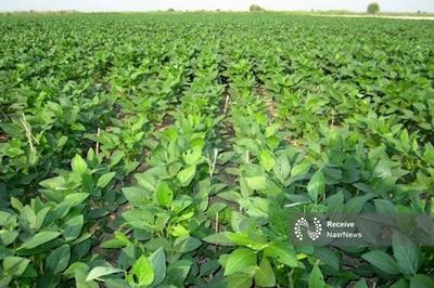 پیش‌بینی برداشت ۳۵ هزار تن سویا در اردبیل