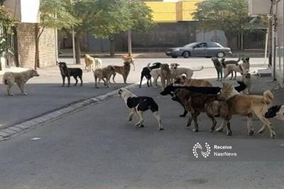 به بهانه حمله سگ‌های بلاصاحب به دانشجوی دختر در تبریز/تقابل حامیان سرسخت با باقی مردم!