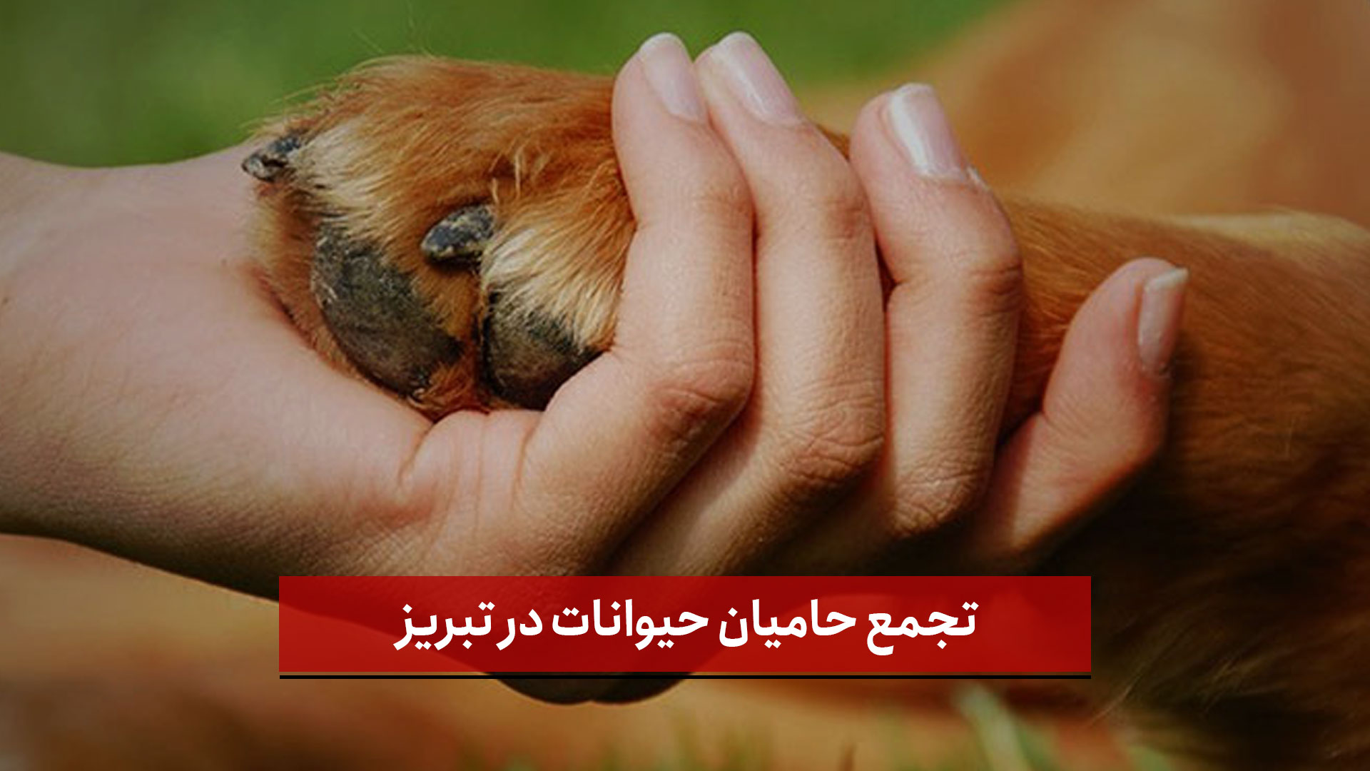 فیلم | تجمع حامیان حیوانات در تبریز