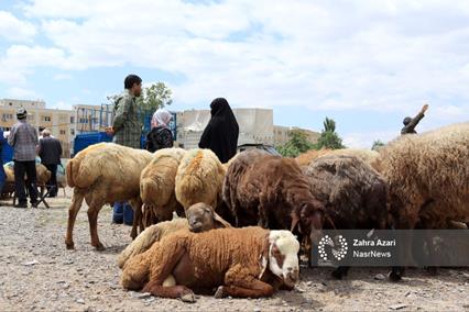 تأمین دام برای محرم و صفر بدون مشکل/ ثبات قیمت گوشت به‌دلیل وفور دام کشتاری و ذخایر منجمد