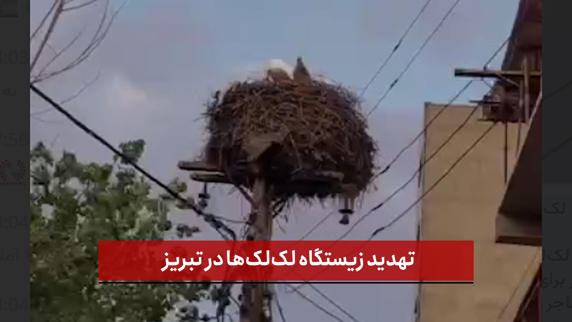 فیلم | تهدید زیستگاه لک‌لک‌ها در تبریز 