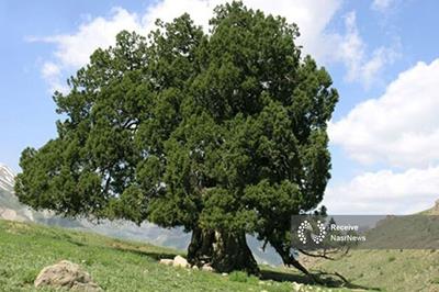ثبت ملی و جهانی درختان کهنسال، زمینه حفاظت و بهره‌ برداری پایدار را فراهم می‌ کند