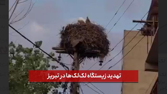 فیلم | تهدید زیستگاه لک‌لک‌ها در تبریز 