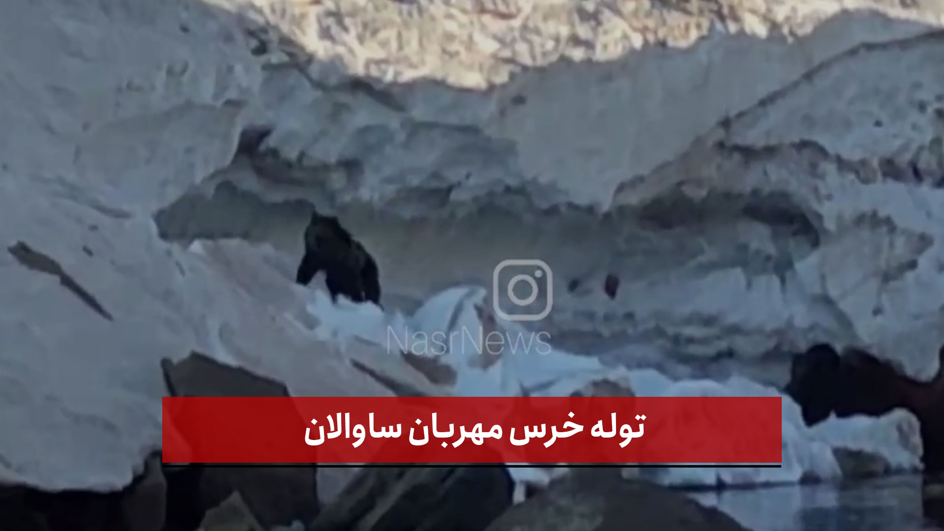 فیلم | توله خرس مهربان ساوالان؛ دوست جدید کوهنوردان