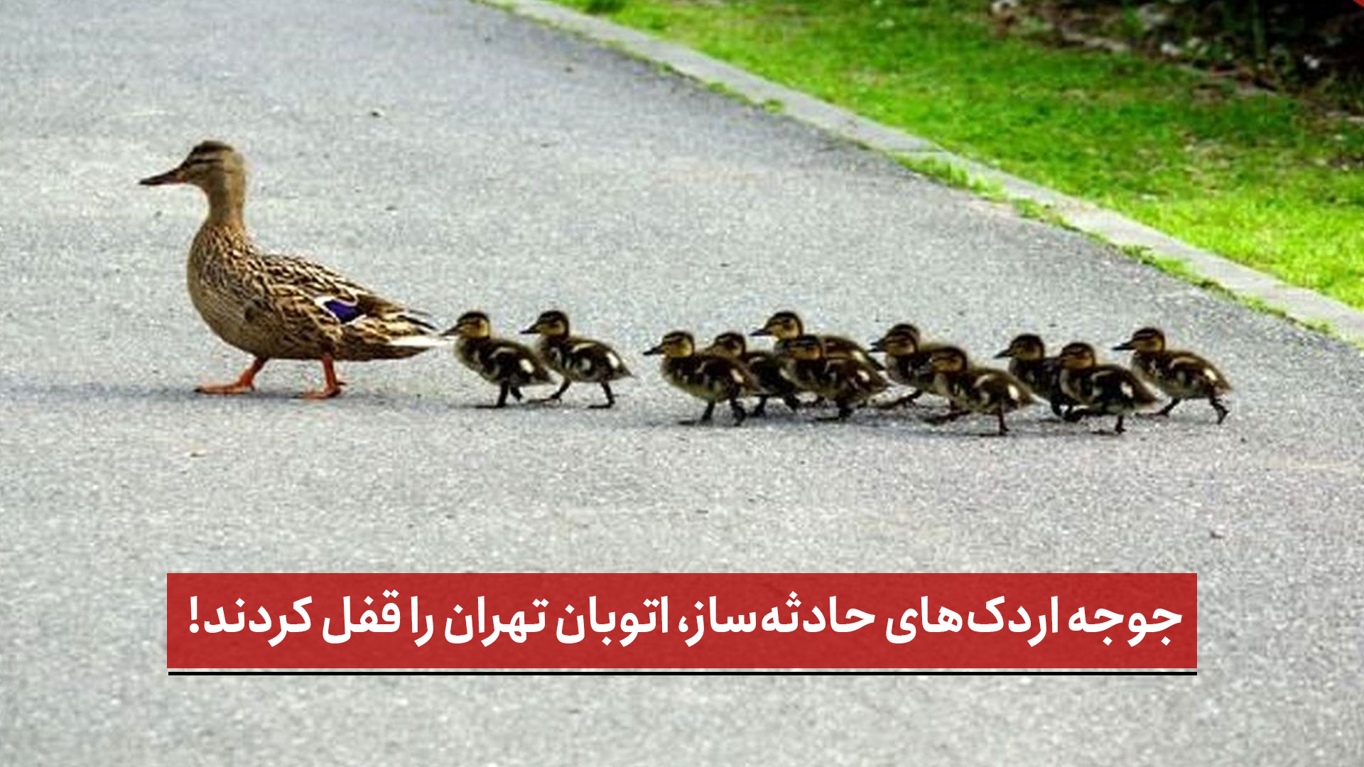 فیلم | جوجه‌ اردک‌های حادثه‌ساز، اتوبان تهران را قفل کردند!