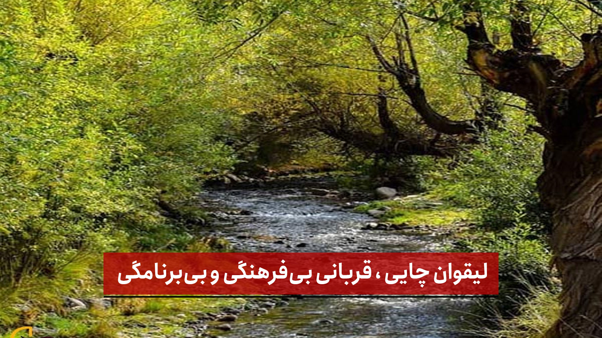 فیلم | لیقوان چایی، قربانی بی‌ فرهنگی و بی‌برنامگی