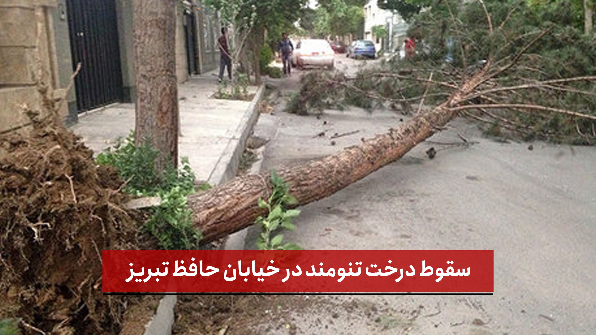 فیلم | سقوط درخت تنومند در خیابان حافظ تبریز؛ هشدارهای مردمی نادیده گرفته شد