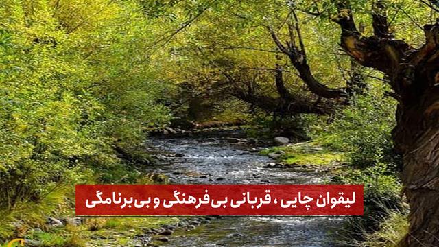 فیلم | لیقوان چایی، قربانی بی‌ فرهنگی و بی‌برنامگی