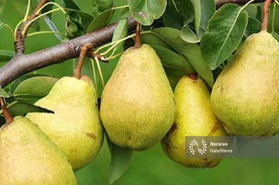 تولید ۶۰۰ ۶ تُن گلابی در آذربایجان شرقی
