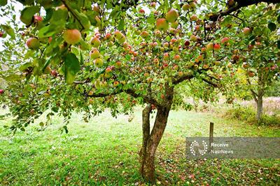 میوه خوش عطر تابستان؛ درمانگر معده و اعصاب