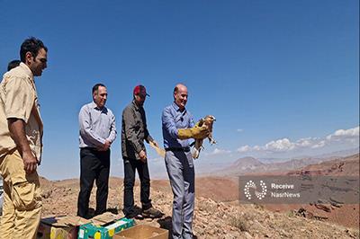 رهاسازی پرندگان شکاری در طبیعت زیبای تفرجگاه عینالی تبریز