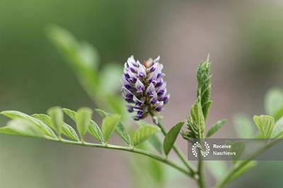 درباره خواص شیرین بیان بیشتر بدانیم