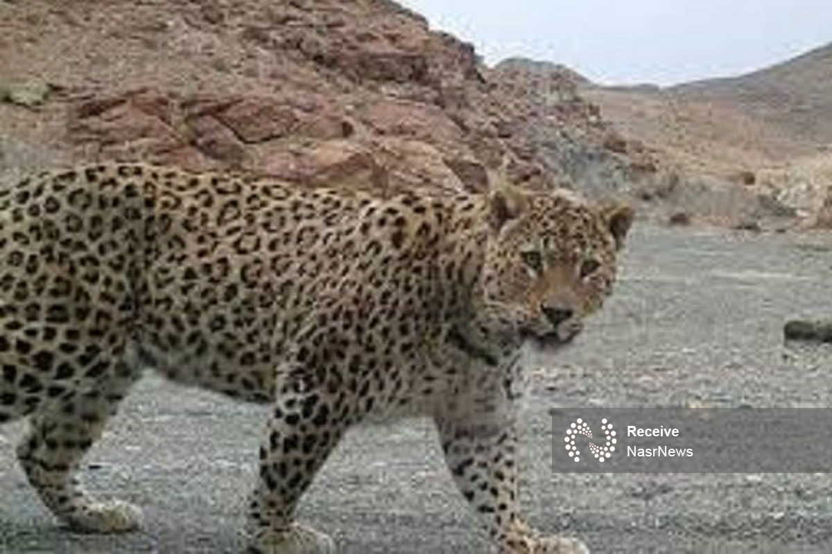مشاهده دومین پلنگ در منطقه حفاظت شده کاغذکنان میانه