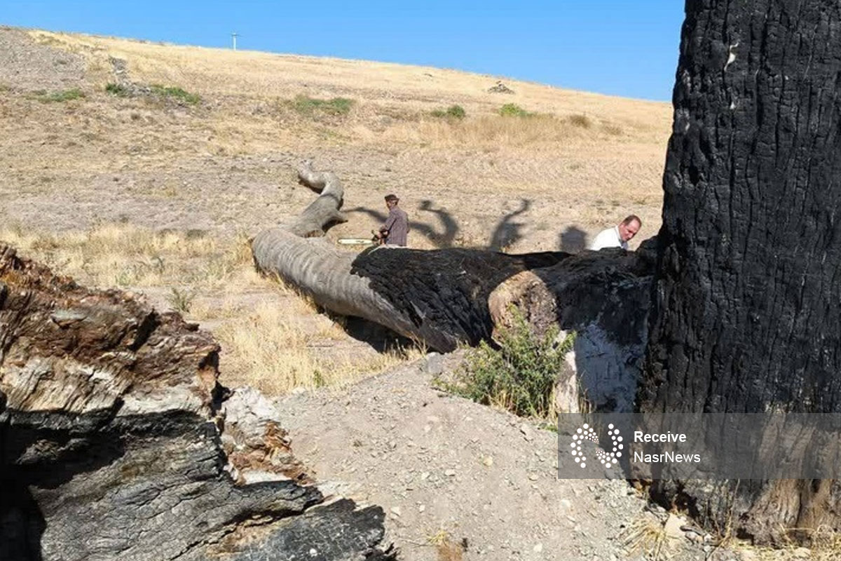  بقای درخت کهنسال زگلیک اهر به بقعه شیخ‌شهاب‌الدین اهری منتقل شد/ اثر طبیعی به دلیل حجم آتش‌سوزی احیا نشد