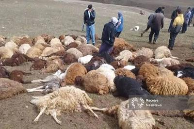 ۱۵۰ رأس گوسفند بدنبال بارش تگرگ و رعدو برق تلف شدند