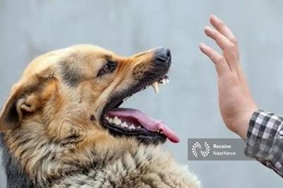 نقشه راه مهار هاری در آذربایجان‌شرقی با راهبرد «سلامت یکپارچه»