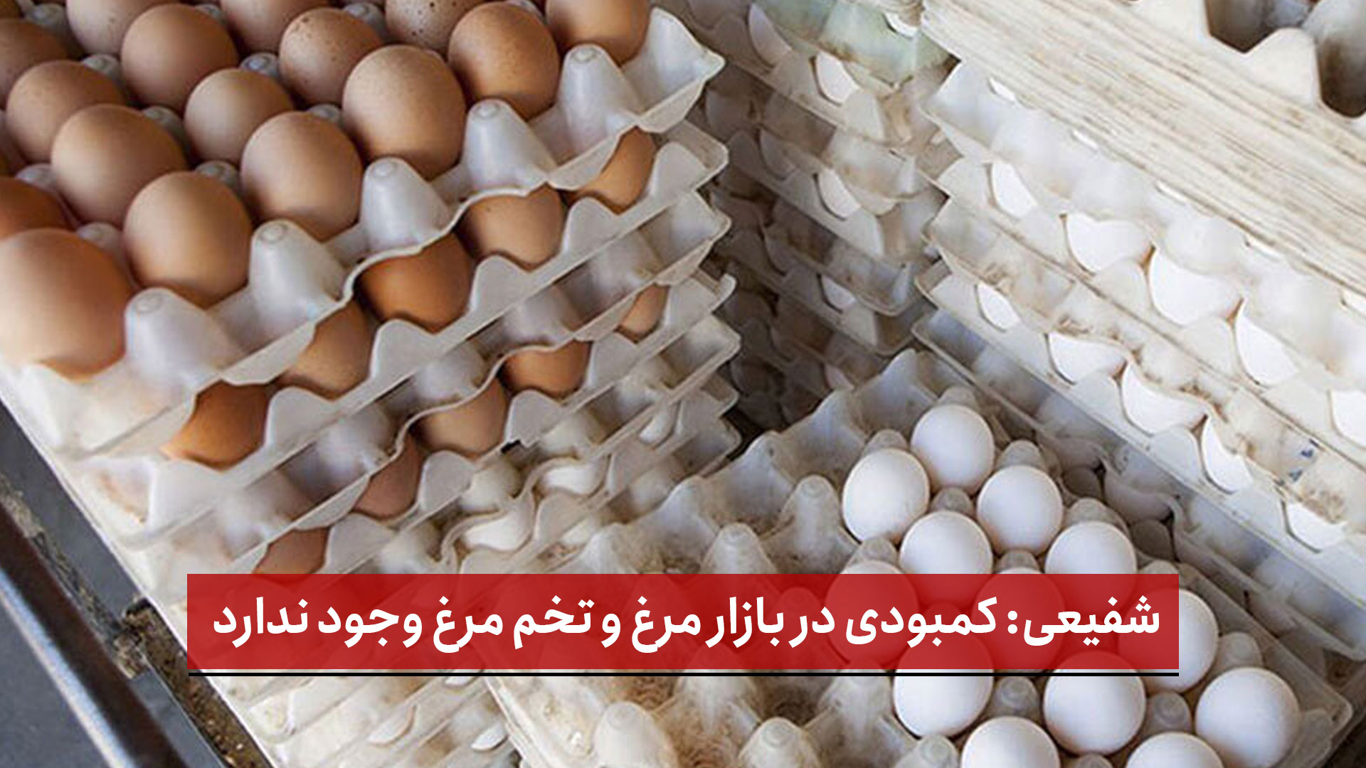 فیلم | شهرام شفیعی: کمبودی در بازار مرغ و تخم‌ مرغ وجود ندارد [ قسمت سوم ]