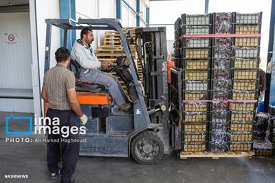 شرایط جنگی هم مانع صادرات سیب مراغه نشد