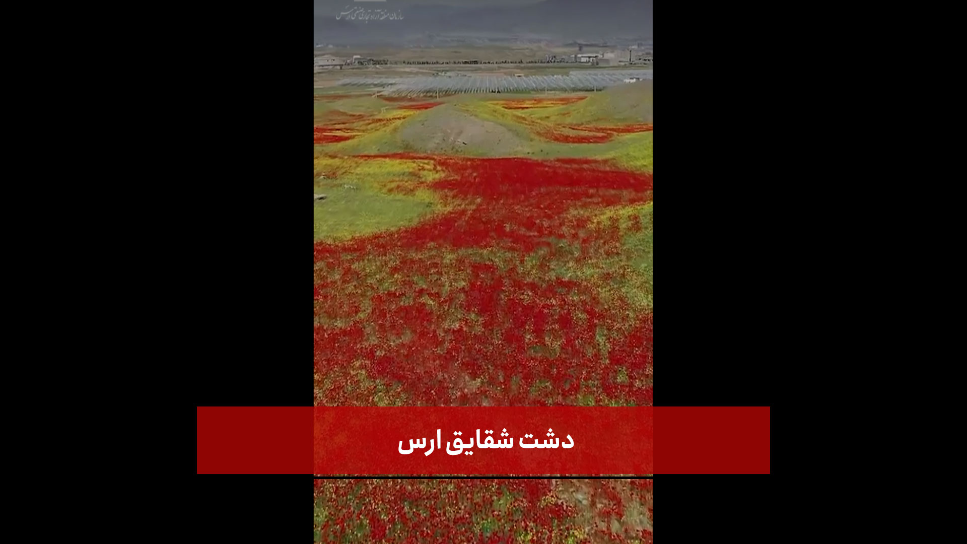 فیلم | دشت شقایق ها در ارس