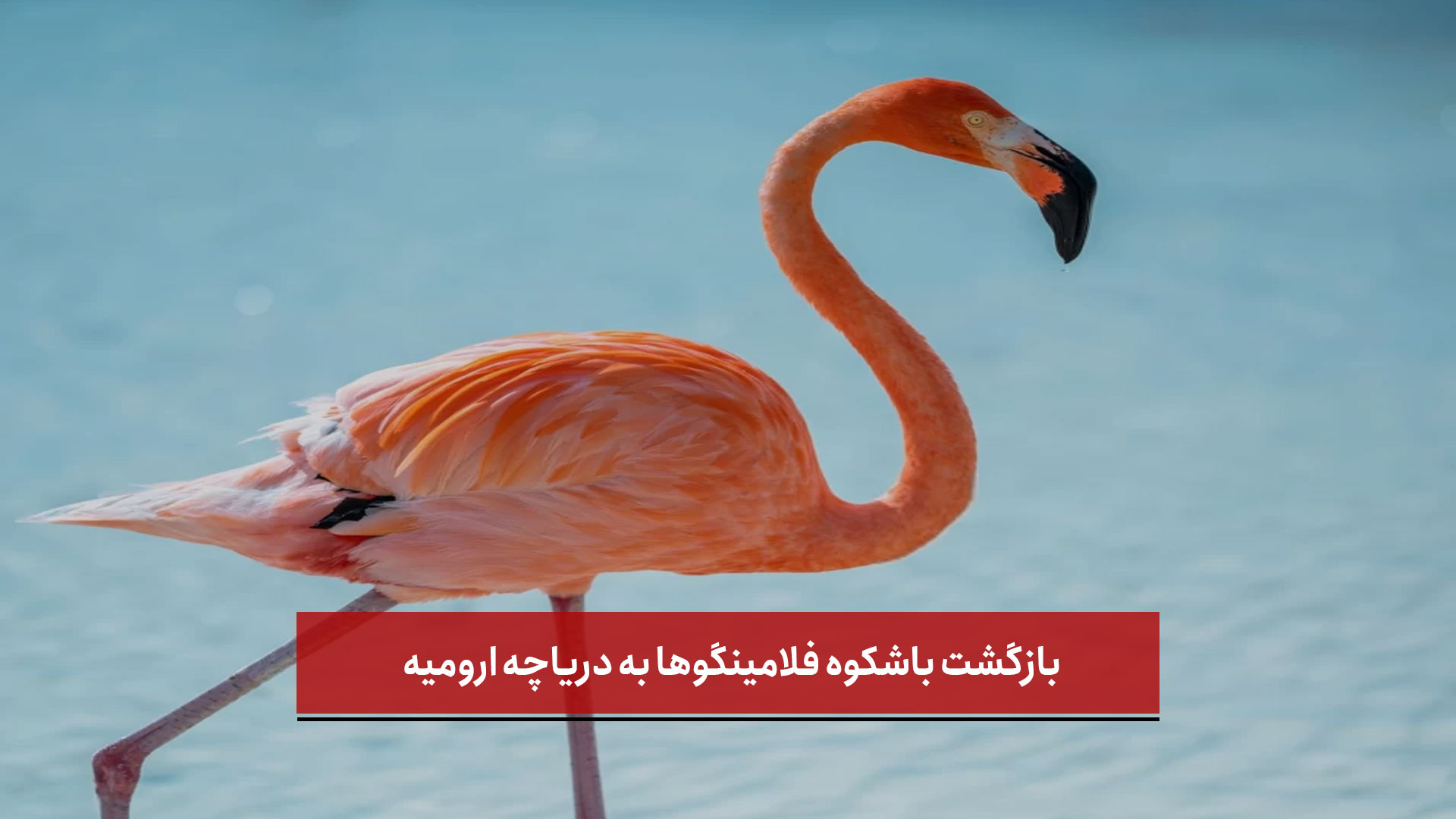 فیلم |  بازگشت باشکوه فلامینگوها به دریاچه ارومیه؛ نشانه‌ای امیدبخش از احیای نگین فیروزه‌ای آذربایجان