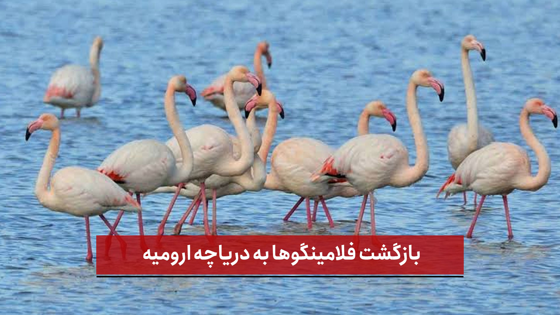فیلم | بازگشت فلامینگوها به دریاچه ارومیه؛ روایت اشک شوق از احیای «مادر زنده»