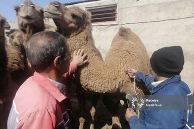 پوشش واکسیناسیون شاربن شترها در آذربایجان شرقی با تزریق ۷۷۱ دُز طی سال 1404 تا کنون