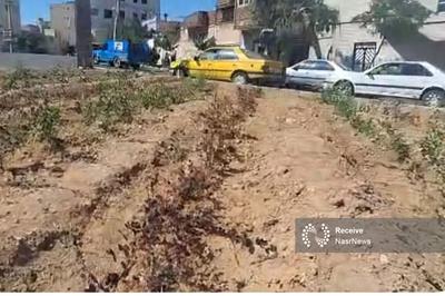 آغاز فاز اصلاحی فضای سبز منطقه ۱۰