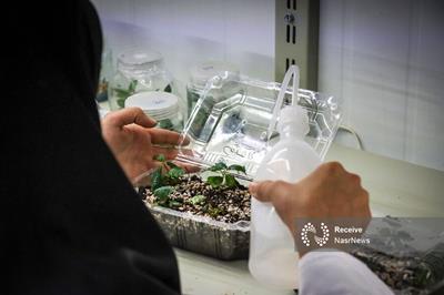 آزمایشگاه تولید پایه‌های درختان میوه در دانشگاه مراغه راه اندازی شد