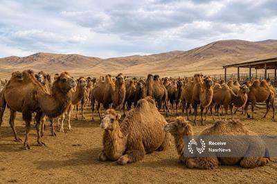تولید سالانه ۶۲ تن گوشت شتر در آذربایجان‌ شرقی