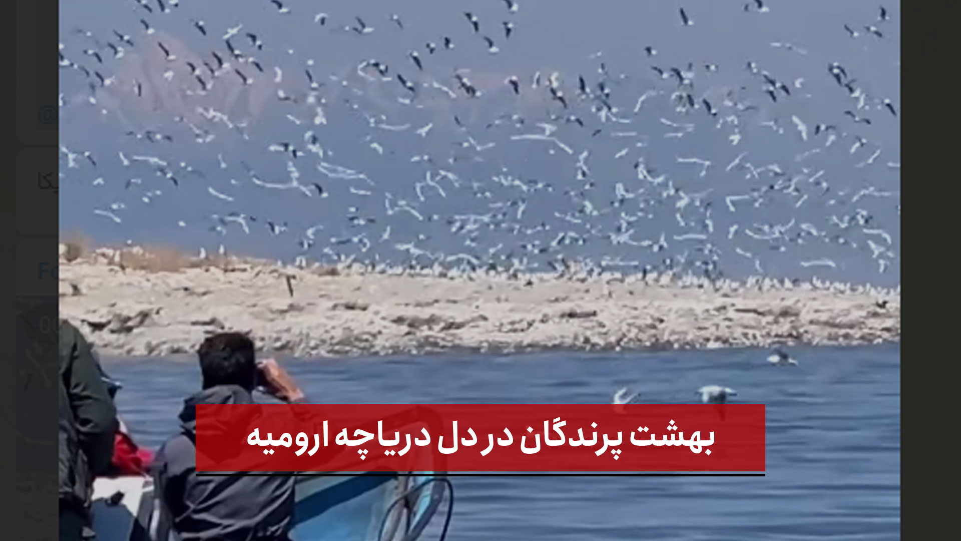 فیلم |  بهشت پرندگان در دل دریاچه ارومیه
