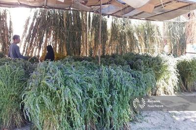 پیش‌بینی برداشت بیش از ۵ هزار تن بادرشبو در آذربایجان غربی