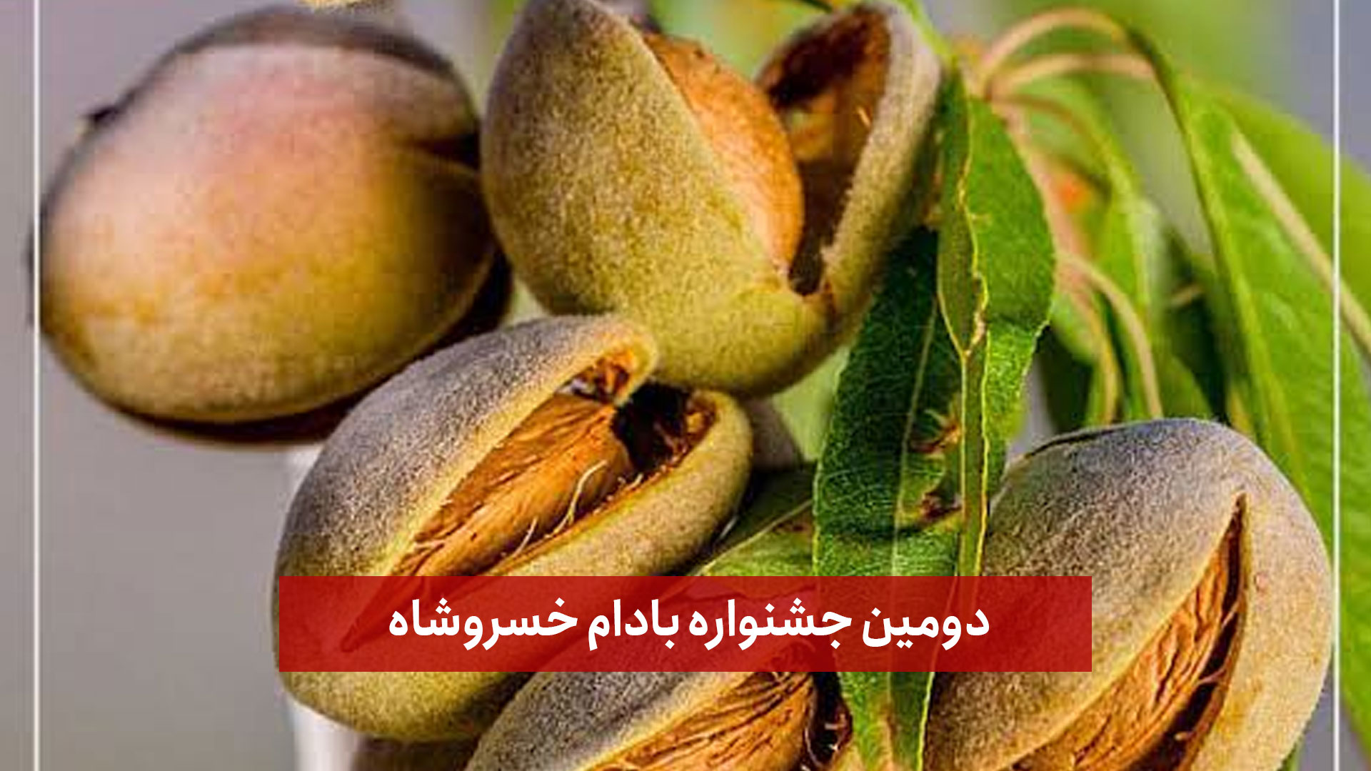 فیلم | دومین جشنواره بادام خسروشاه