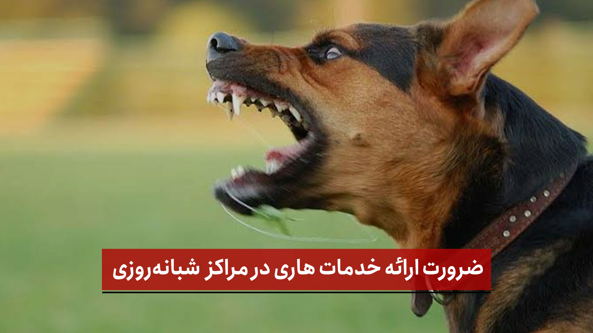 فیلم | ضرورت ارائه خدمات هاری در مراکز تخصصی و شبانه‌روزی