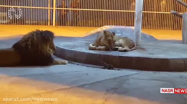 فیلم | ویدئویی جالب از تولد دو توله شیر در باغ وحش تبریز